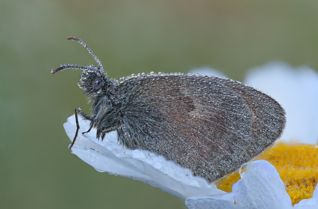 Coenonympha pamphilus ?